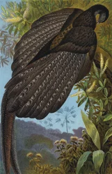 Fagiano argus